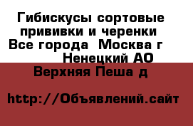 Гибискусы сортовые, прививки и черенки - Все города, Москва г.  »    . Ненецкий АО,Верхняя Пеша д.